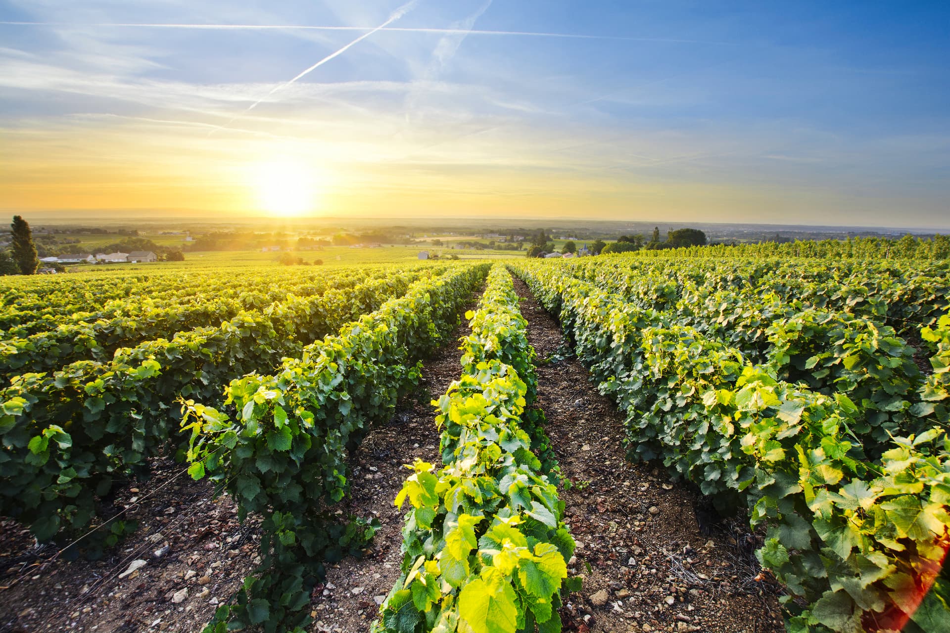 Domaine viticole