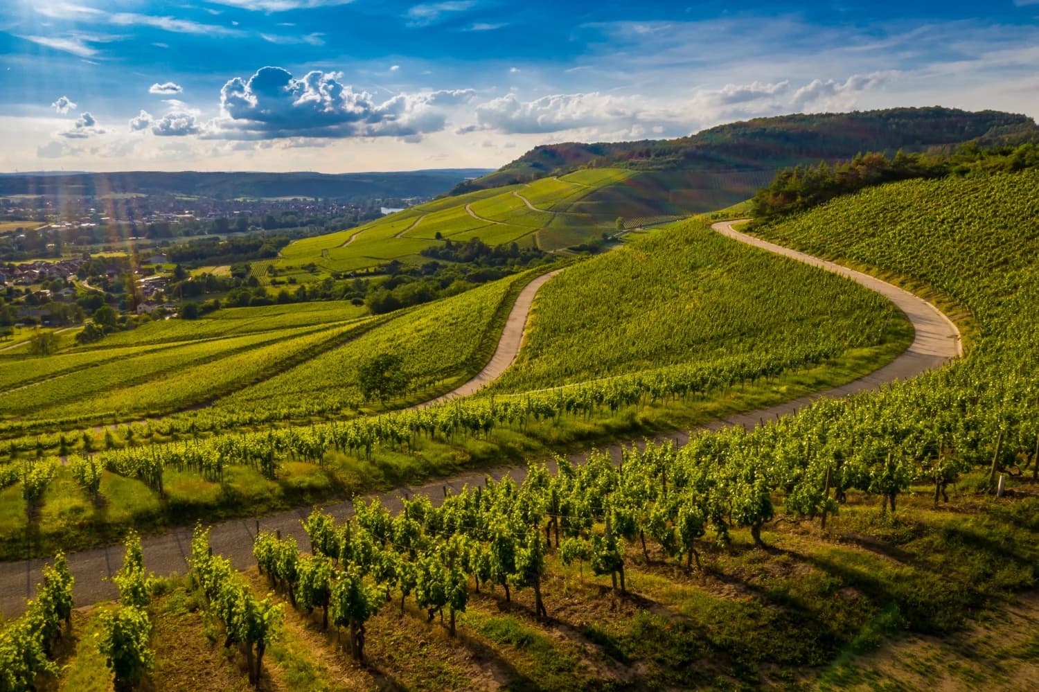 Vignoble