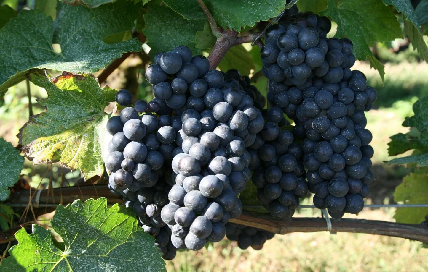 Vignes